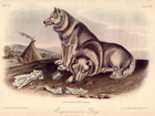 An illustration of a Canadian Eskimo Dog from The Quadrupeds of North America by John James Audubon and John Bachman, originally published in three volumes, 1845-1848 Source: Wikimedia Commons/Public Domain-Art