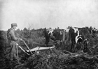 John Owen ploughing with oxen near Hemaruka area, Alberta, 1903 Source: Glenbow Archives, NA-4175-7