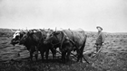 Ploughing with oxen near Coronation (Haneyville), Alberta, ca. 1907-1908 Source: Glenbow Archives, NA-474-8