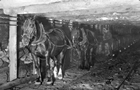 Despite the increased use of locomotives underground, pit ponies were used for years in some mines to haul loaded coal wagons to the surface, such as in this underground shaft at Drumheller’s Newcastle Mine in the 1920s.