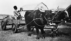 Ox-drawn wagon en route to Lacombe, Alberta, ca. 1900 Source: Glenbow Archives, NA-1583-9