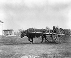 Ox-drawn cart, Innisfail, Alberta, ca.1898 Source: Glenbow Archives, NA-1709-35