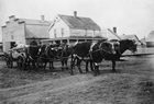 Ox-drawn wagon at Olds, Alberta, pre-1913 Source: Glenbow Archives, NA-2986-2