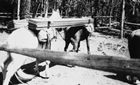 Horses packing lumber between Medicine and Maligne Lakes, 1922 Source: Glenbow Archives, NA-3143-2