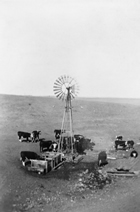 Watering cattle near Walsh, Alberta, 1929 Source: Glenbow Archives NA-4184-8