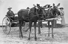 Billy Day’s moose team hitched to cart near Wainwright, Alberta, ca. 1911<br/>Source: Glenbow Archives, NA-424-24