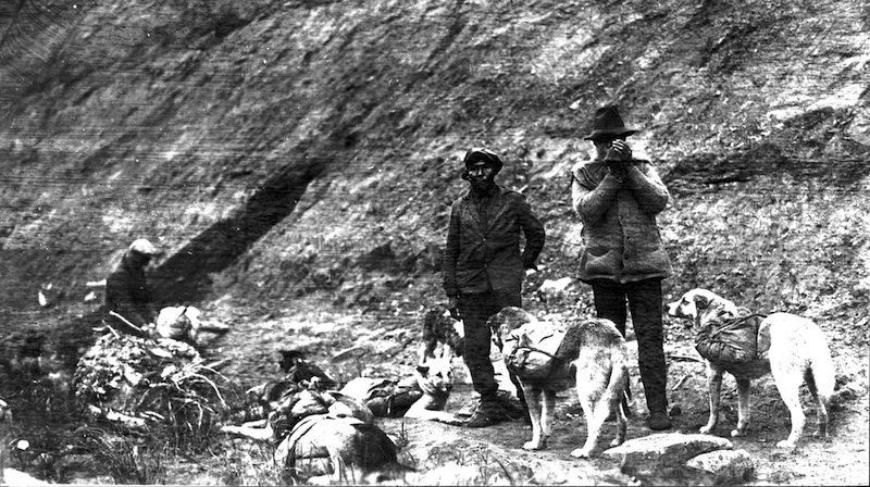 Dogs were used as pack animals