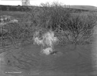 Indigenous peoples would have known that the water from this stream in Turner Valley would taste funny and so would have avoided it. Source: Provincial Archives of Alberta, P1941