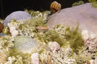 As the horizontal layers of stromatoporoids were divided by vertical columns into individual cells or pores, the reefs acted as excellent reservoirs for gas and oil. Source: The Royal Tyrrell Museum of Palaeontology