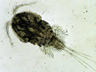A Cyclops Plankton