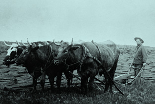 Ploughing with oxen
