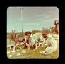 There were always dogs around the camp at Bitumount. Family staff house at right, Alberta Government Oil Sands Project, 1949<br/>Source: University of Alberta Archives, 91-137-002