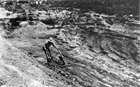 Mining at the 1929 Clearwater River plant site was labour intensive, using hand tools like this scraper pulled by a cable. Source: University of Alberta Archives, 77-128-8