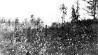 Hammerstein Lease, 1925; in this photograph taken by another prominent oil sands figure, Karl Clark, a tool can still be seen sticking out of an old well on a Hammerstein lease. Source: Provincial Archives of Alberta, A3502