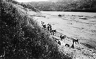 The first shipment of Fort McMurray oil sands hauled 386 km (240 mi.) up the Athabasca River by Sidney Ells and crew, Alberta, 1914; in a later memoir, Ells described this initial journey: "Scow tracking south of McMurray was anything but child’s play. Harnessed to the heavy tracking line, men fought their way grimly along the rough boulder-strewn beaches or through a tangle of overhanging brush often ankle deep in mud or waist deep in water. The ceaseless torture of myriads of flies from daylight until dark and the heavy work which only the strongest could long endure made tracking one of the most brutal forms of labour." Source: Glenbow Archives, NA-711-187